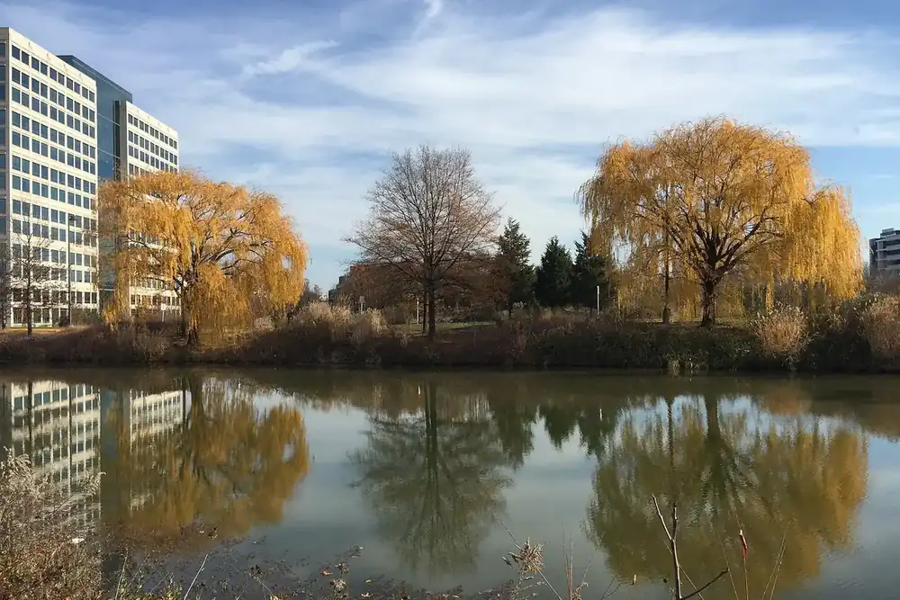 Golden weeping willows reflected in a pond beside office buildings in McNair, Virginia