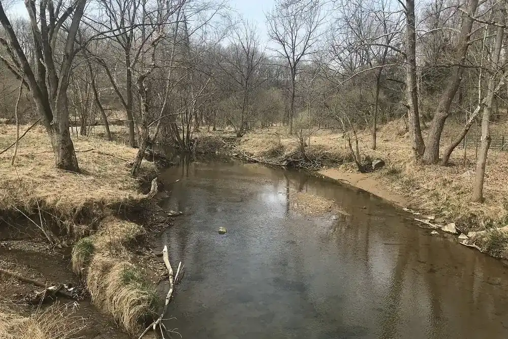 Muddy Branch stream winding between bare trees and grassy banks in North Potomac, Maryland