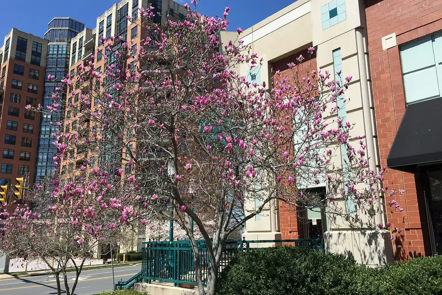 Magnolia tree in pink bloom beside brick apartment buildings in Reston, Virginia
