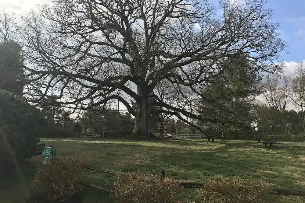 Spreading branches of the old Travilah Oak above a grassy lawn in Travilah, Maryland